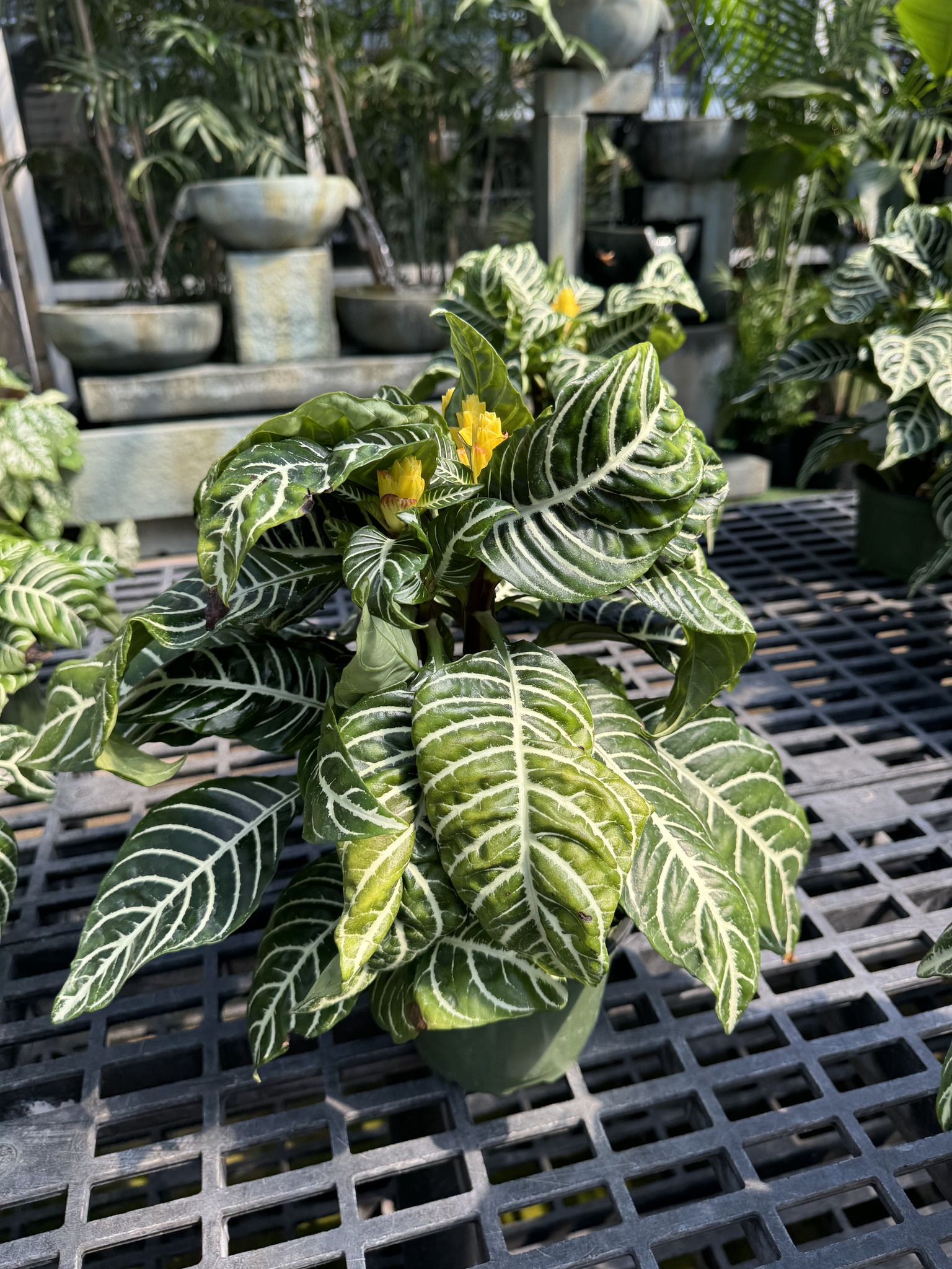 Imagem de Planta zebra