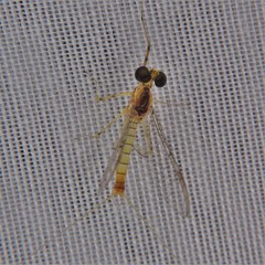 Stenacron interpunctatum