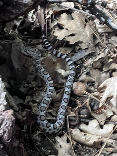 iNaturalist observation photo of Northern Pacific Rattlesnake