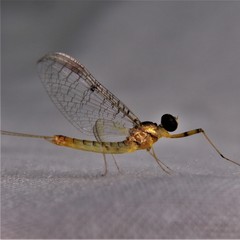 Stenacron interpunctatum