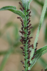 Uroleucon jaceae