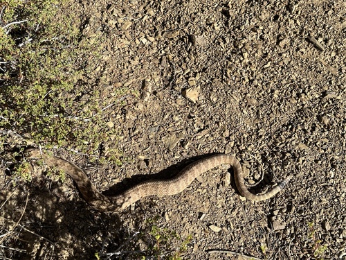 iNaturalist observation photo of Panamint Rattlesnake