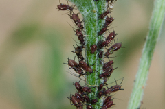 Uroleucon jaceae