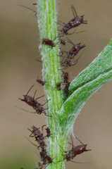 Uroleucon jaceae