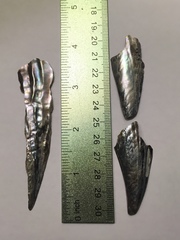 Pinnidae