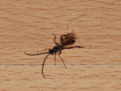 Ichneumonoidea
