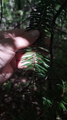 Abies holophylla, photograph (c) Violetta Dzizyurova, some rights reserved (CC BY)