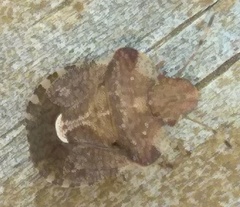 Dyroderes umbraculatus
