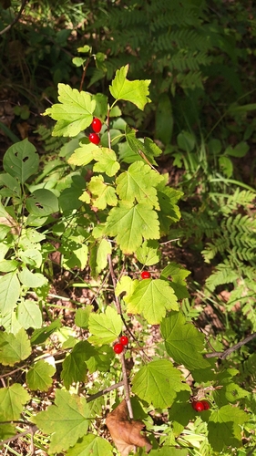 Ribes maximoviczianum, photograph 4