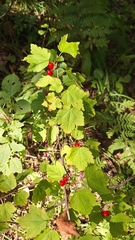 Ribes maximoviczianum, photograph (c) Violetta Dzizyurova, some rights reserved (CC BY)