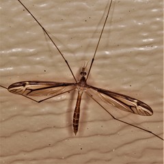 Tipula tricolor