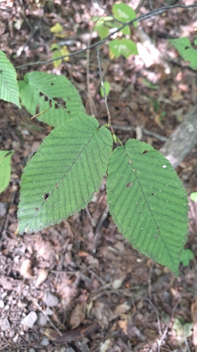 Image of Carpinus cordata by (c) Violetta Dzizyurova, some rights reserved (CC BY)