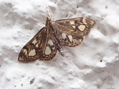 Anania coronata