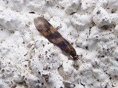 Mystacides longicornis