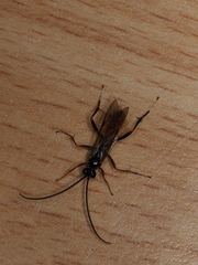 Ichneumonoidea