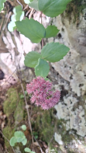 Hylotelephium ussuriense, photograph 5