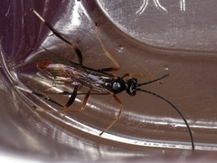Ichneumonoidea