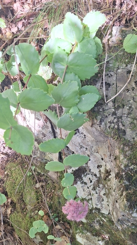 Hylotelephium ussuriense, photograph 6