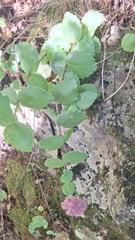 Hylotelephium ussuriense, photograph (c) Violetta Dzizyurova, some rights reserved (CC BY)