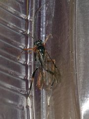 Ichneumonoidea