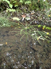 Equisetum telmateia