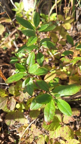 Rhododendron mucronulatum
