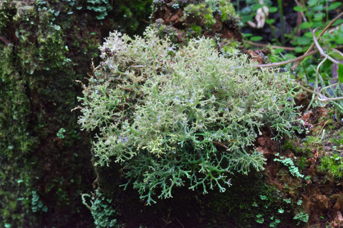Cladia inflata observed 2024-09-13
