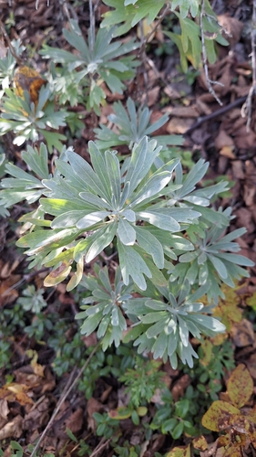 Artemisia lagocephala, photograph 6