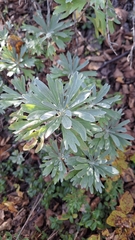 Artemisia lagocephala, photograph (c) Violetta Dzizyurova, some rights reserved (CC BY)