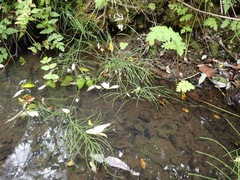 Equisetum telmateia