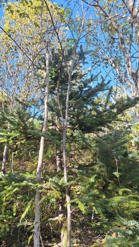 Image of Picea jezoensis by (c) Violetta Dzizyurova, some rights reserved (CC BY)