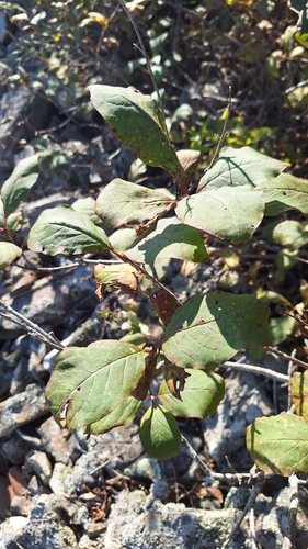 Syringa villosa, photograph 5
