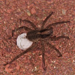 Trochosa terricola