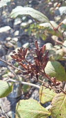 Syringa villosa, photograph Violetta Dzizyurova, CC BY, iNaturalist via GBIF