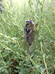 Megatibicen dealbatus