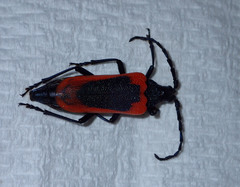 Desmocerus aureipennis