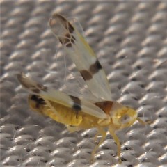 Empoa gillettei