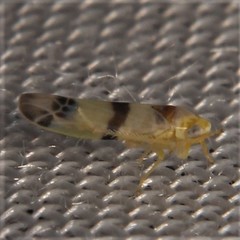 Empoa gillettei