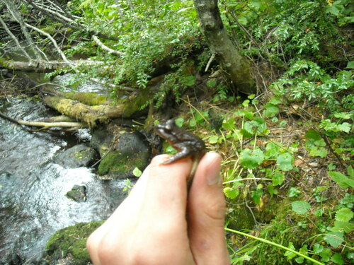 Rocky Mountain Tailed Frog (Ascaphus montanus), a species recorded in Oregon