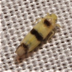 Empoa gillettei