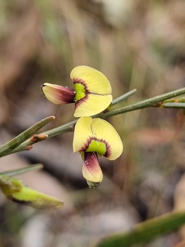 Templetonia stenophylla (F.Muell.) J.M.Black