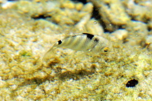 Banded sergeant (Abudefduf septemfasciatus) — Pomacentridae