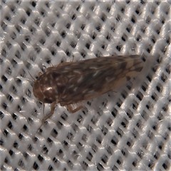 Xestocephalus similis