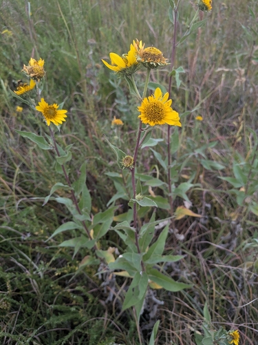 Helianthus X brevifolius