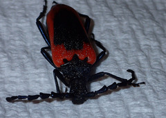 Desmocerus aureipennis