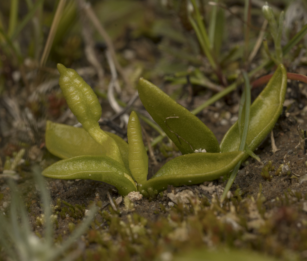 Ophioglossum melipillense (Ophioglossum melipillense)