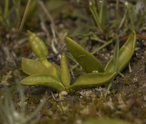 Ophioglossum melipillense (Ophioglossum melipillense)