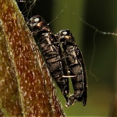 Agrilus cuprescens