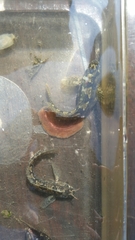 Hypsoblennius