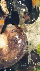 Botryllus schlosseri